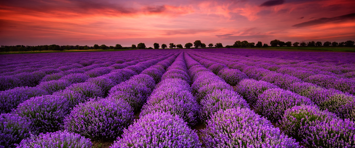 san-rocco-blog-22-02-2016-lavender-sunset-istria